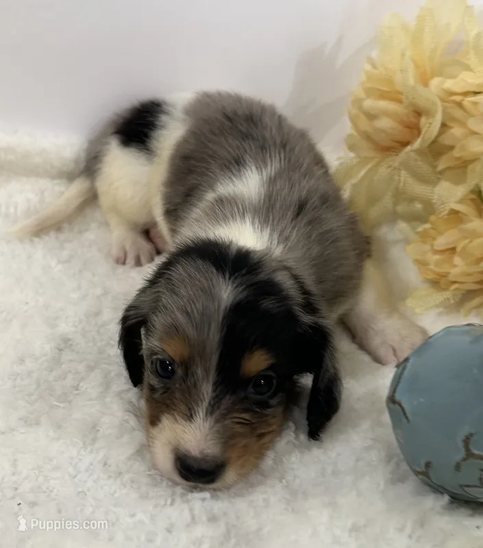Gentry – Miniature Dachshund puppy for sale in Whitesboro, TX