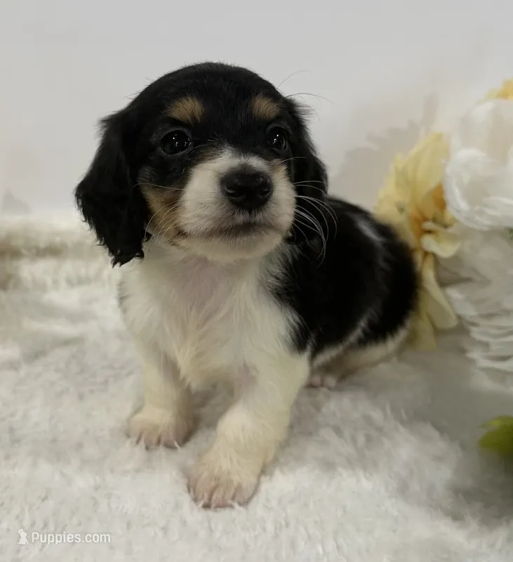Trace – Miniature Dachshund puppy for sale in Whitesboro, TX
