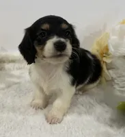 Trace, a male Miniature Dachshund for sale in Whitesboro, TX – 1 of 9