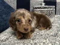 Madeline, a female Miniature Dachshund for sale in Whitesboro, TX – Photo 3 of 7