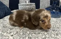 Madeline, a female Miniature Dachshund for sale in Whitesboro, TX – Photo 4 of 7