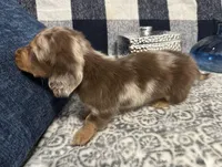Madeline, a female Miniature Dachshund for sale in Whitesboro, TX – Photo 2 of 7