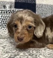 Madeline, a female Miniature Dachshund for sale in Whitesboro, TX – Photo 5 of 7