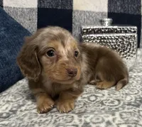 Madeline, a female Miniature Dachshund for sale in Whitesboro, TX – Photo 1 of 7