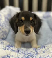 Tess, a female Miniature Dachshund for sale in Whitesboro, TX – 2 of 4