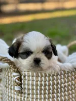 Mr. Orange , a male Shih Tzu for sale in Waco, TX – Photo 2 of 7