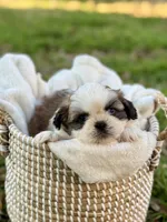 Mr. Orange , a male Shih Tzu for sale in Waco, TX – Photo 5 of 7