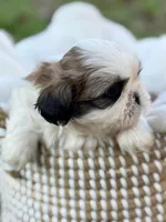 Mr. Orange , a male Shih Tzu for sale in Waco, TX – Photo 6 of 7
