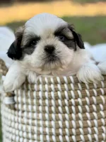 Mr. Orange , a male Shih Tzu for sale in Waco, TX – Photo 7 of 7