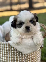 Mr. Orange , a male Shih Tzu for sale in Waco, TX – Photo 1 of 7