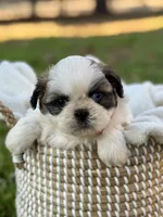 Mr. Orange , a male Shih Tzu for sale in Waco, TX – Photo 4 of 7