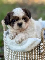 Mr. Yellow , a male Shih Tzu for sale in Waco, TX – Photo 3 of 6