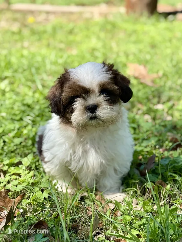 Mr. Yellow  – Shih Tzu puppy for sale in Waco, TX