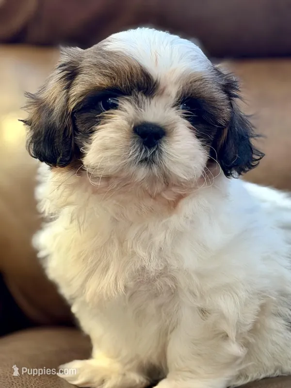Mr. Yellow  – Shih Tzu puppy for sale in Waco, TX