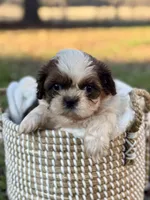 Mr. Yellow , a male Shih Tzu for sale in Waco, TX – Photo 2 of 6