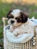 Mr. Yellow , a male Shih Tzu for sale in Waco, TX – Photo 4 of 6