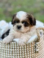 Mr. Yellow , a male Shih Tzu for sale in Waco, TX – Photo 6 of 6