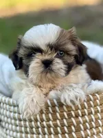 Miss Dark pink , a female Shih Tzu for sale in Waco, TX – Photo 1 of 6