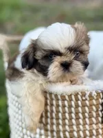 Miss Dark pink , a female Shih Tzu for sale in Waco, TX – Photo 5 of 6