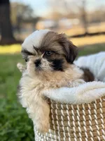 Miss Dark pink , a female Shih Tzu for sale in Waco, TX – Photo 6 of 6
