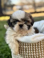 Miss Dark pink , a female Shih Tzu for sale in Waco, TX – Photo 4 of 6
