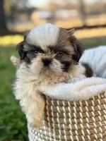 Miss Dark pink , a female Shih Tzu for sale in Waco, TX – Photo 3 of 6