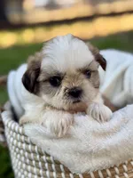 Miss Silver , a female Shih Tzu for sale in Waco, TX – Photo 2 of 7