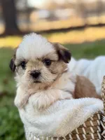 Miss Silver , a female Shih Tzu for sale in Waco, TX – Photo 1 of 7