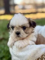 Miss Silver , a female Shih Tzu for sale in Waco, TX – Photo 3 of 7