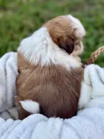 Miss Silver , a female Shih Tzu for sale in Waco, TX – Photo 7 of 7