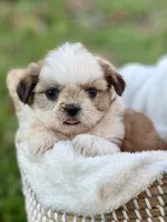 Miss Silver , a female Shih Tzu for sale in Waco, TX – Photo 5 of 7