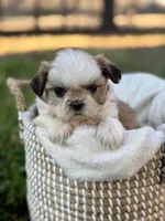 Miss Silver , a female Shih Tzu for sale in Waco, TX – Photo 6 of 7