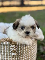 Miss Silver , a female Shih Tzu for sale in Waco, TX – Photo 4 of 7
