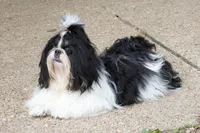 Xena, a female Shih Tzu for sale in Waco, TX – Photo 3 of 4