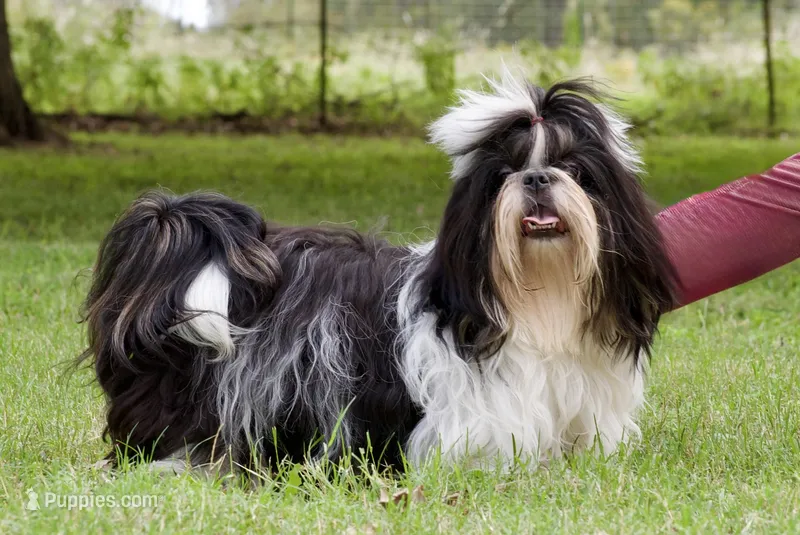 Xena – Shih Tzu puppy for sale in Waco, TX