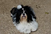 Xena, a female Shih Tzu for sale in Waco, TX – Photo 4 of 4