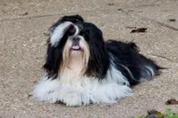 Xena, a female Shih Tzu for sale in Waco, TX – Photo 2 of 4