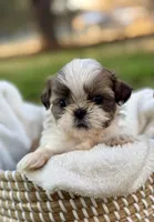 Mr Gold, a male Shih Tzu for sale in Waco, TX – Photo 2 of 6