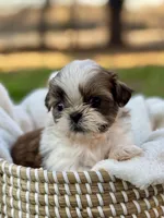 Mr Gold, a male Shih Tzu for sale in Waco, TX – Photo 1 of 6