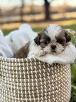 Mr Gold, a male Shih Tzu for sale in Waco, TX – Photo 5 of 6