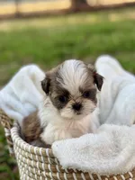 Mr Gold, a male Shih Tzu for sale in Waco, TX – Photo 3 of 6
