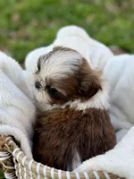 Mr Gold, a male Shih Tzu for sale in Waco, TX – Photo 4 of 6