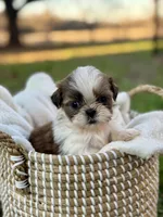 Mr Gold, a male Shih Tzu for sale in Waco, TX – Photo 6 of 6