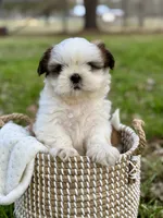 Miss Purple , a female Shih Tzu for sale in Waco, TX – Photo 4 of 5