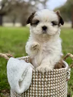 Miss Purple , a female Shih Tzu for sale in Waco, TX – Photo 5 of 5