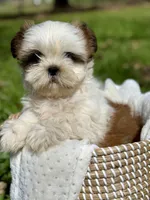 Miss Purple , a female Shih Tzu for sale in Waco, TX – Photo 6 of 7