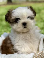 Miss Purple , a female Shih Tzu for sale in Waco, TX – Photo 2 of 7