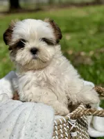 Miss Purple , a female Shih Tzu for sale in Waco, TX – Photo 3 of 7