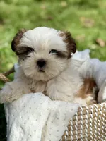 Miss Purple , a female Shih Tzu for sale in Waco, TX – Photo 5 of 7