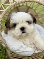 Miss Purple , a female Shih Tzu for sale in Waco, TX – Photo 1 of 5